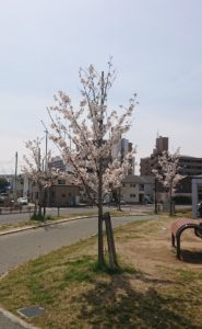 桜