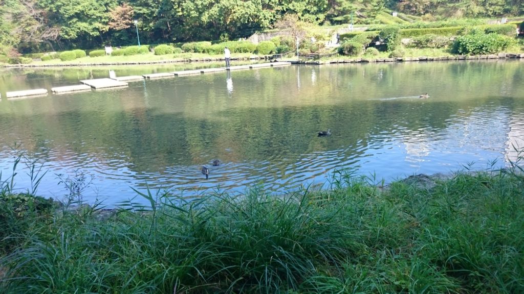 公園にある池